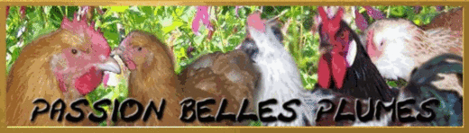 Passion Belles Plumes