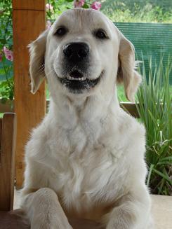 Pension Canine et Féline le Ravin des Arcs