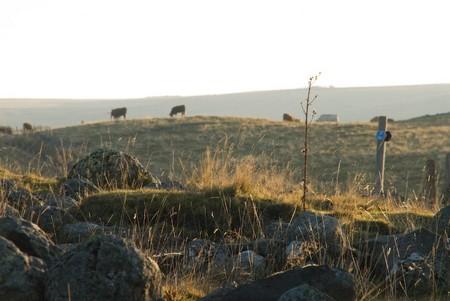 Plateau d'Estive de Badailhac