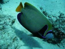Plongée Sous-Marine - Club les Aquanautes