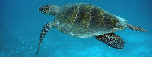 Plongeebleue