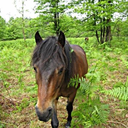 Poney-Club de Bazas