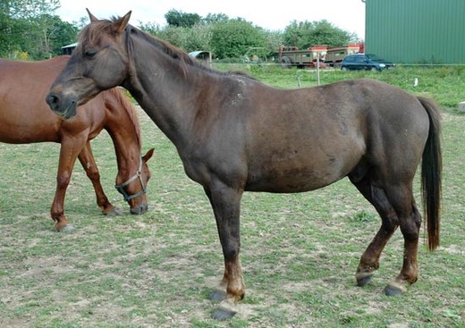 Poney Club la Ferme de Bel Air