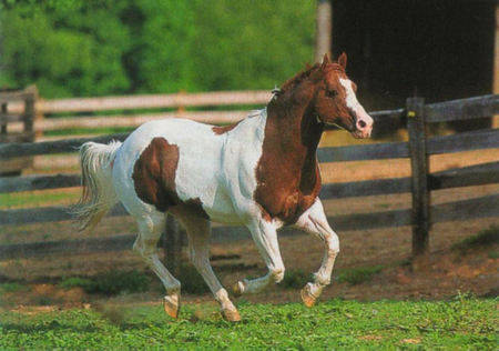 Poneyland