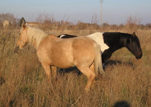 Ranch Le Petit Sam