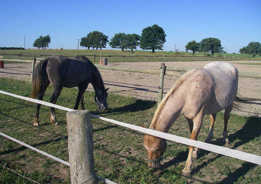 Rando Cheval Anjou