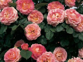 Rosiers d'Argens