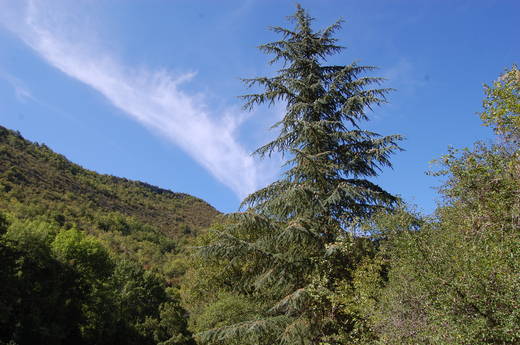 Sherp'ânes les Ânes du Causse