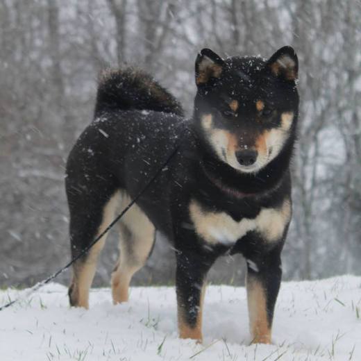 Shiba Inu By Kyub'Isae