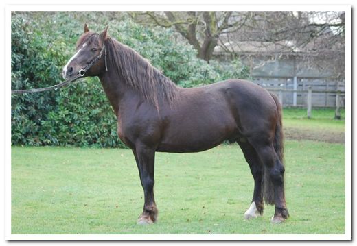 Syndicat Mixte du Haras National de Lamballe