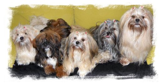 Elevage de Lhassa Apso