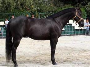 Versatile Stud Ranch