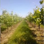 Vignoble Delpit