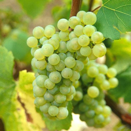 Wine and Voyages