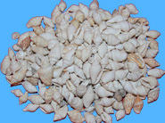 Coquillagesdumonde