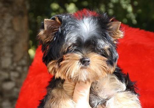 Yorkshire Terriers de 'Elpazeor