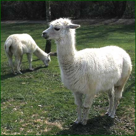 Zoo d'Asson