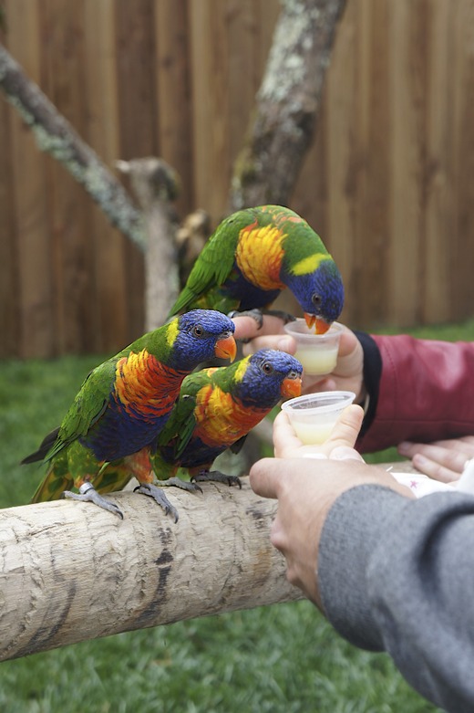 Zoo de Bordeaux-Pessac