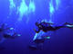 Photo Blue Dolphin Centre Formation Plongée