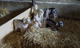 Photo Ferme du Cabri (élevage de chèvres et produits fer