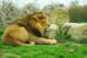 Photo Parc Zoologique - African Safari