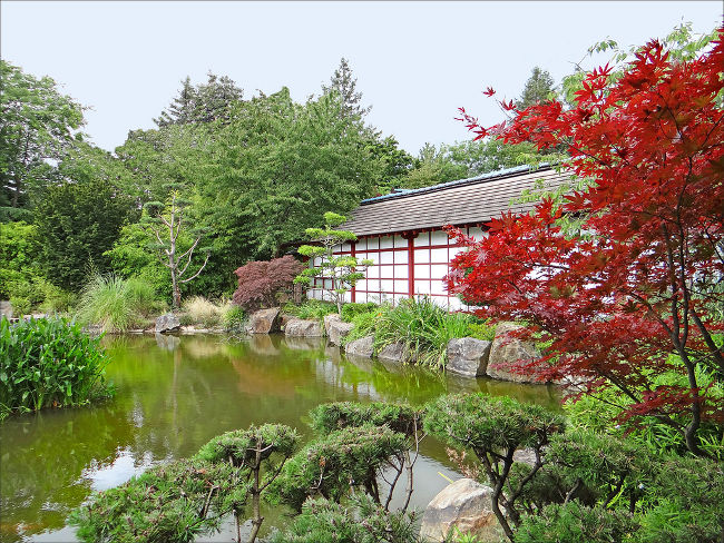  Parcs et jardins à Nantes, le jardin japonais, Ile de Versailles