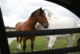 Photo Week-end au Bas Bray avec randonnée à cheval